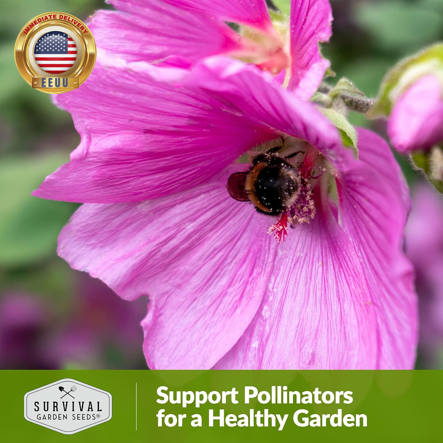 Rose Mallow Seeds for Planting – Annual Lavatera Trimestris with Bright Pink Flo