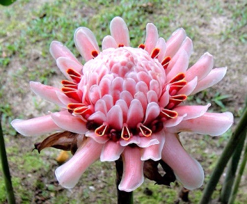 Etlingera elatior Pink Torch Ginger 10 seeds