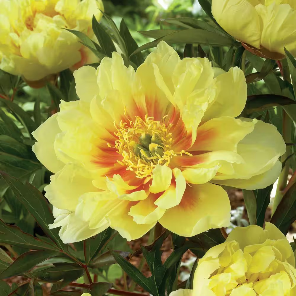 3/5 Eyes, Bartzella Itoh Peony Flower Bulbs, Live Bare Root (Bag of 1)