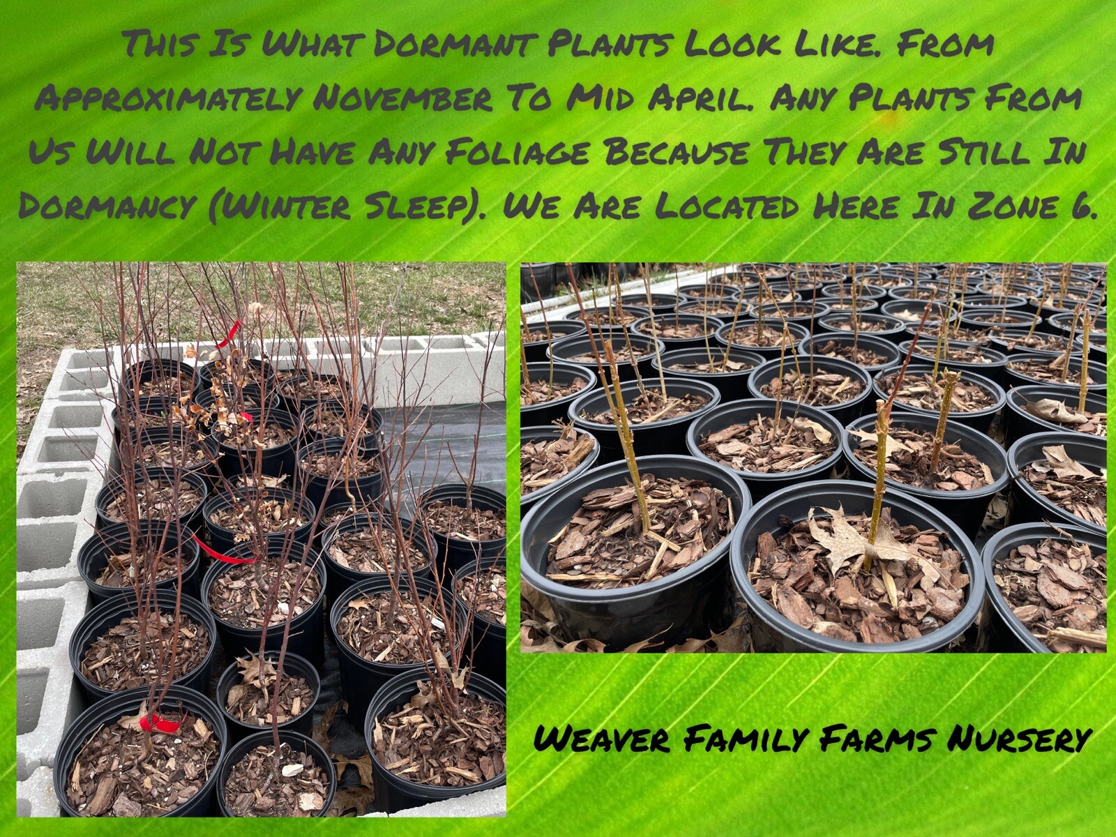 Forsythia Plant | Grown In 6” Pot