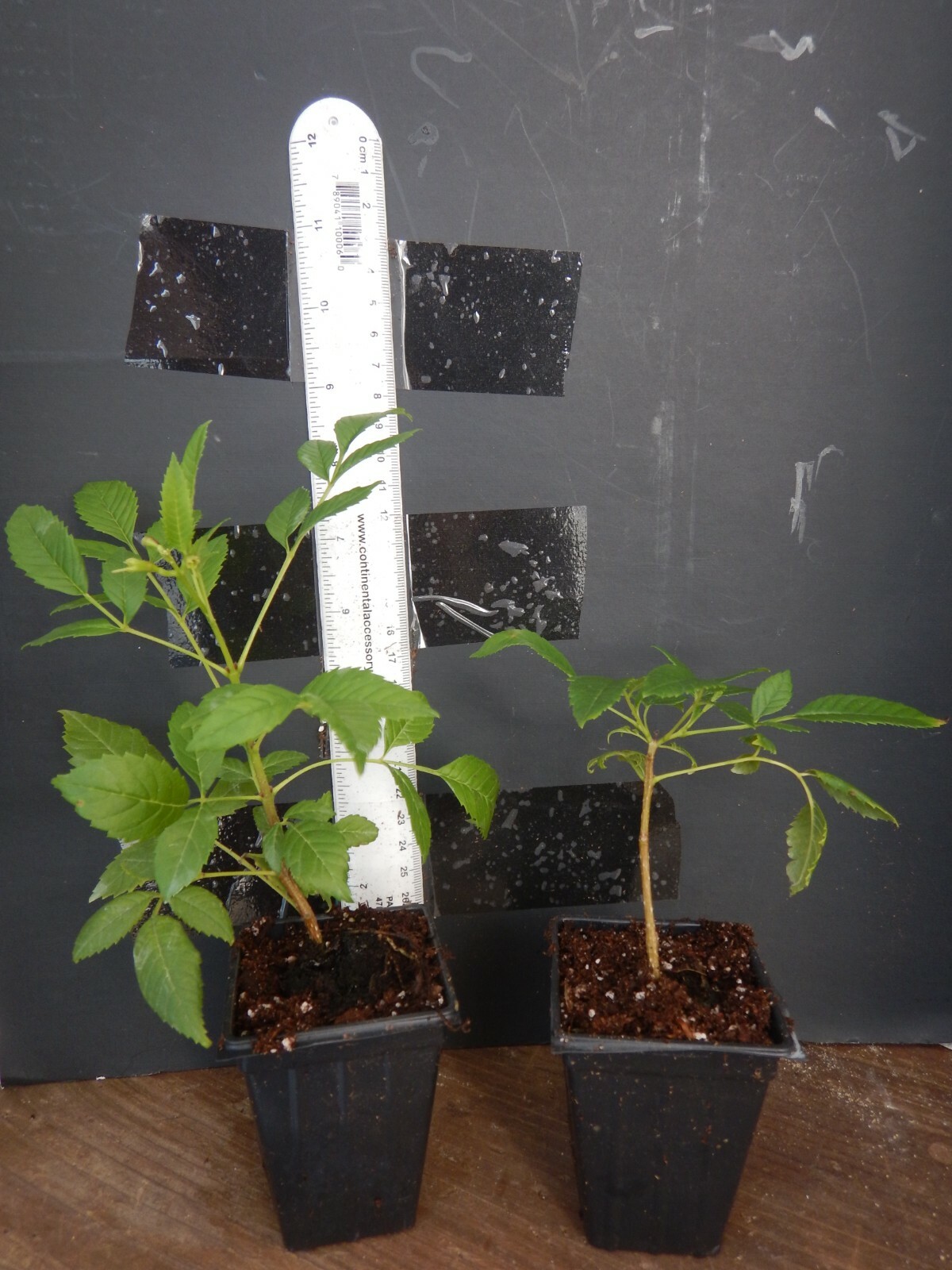 **Cape Honeysuckle**Tecomaria Capensis**STARTER PLANT**Birds & Butterfly Love It