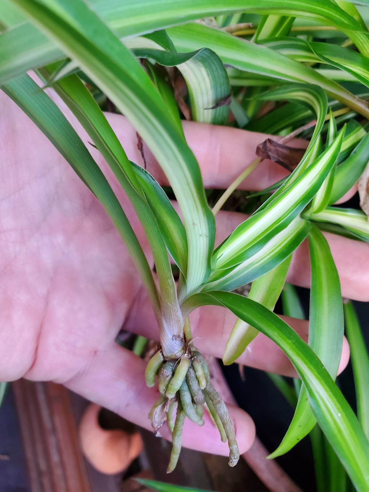2 Dark Green Spider Airplane Plants Rooted Starts Live Plants