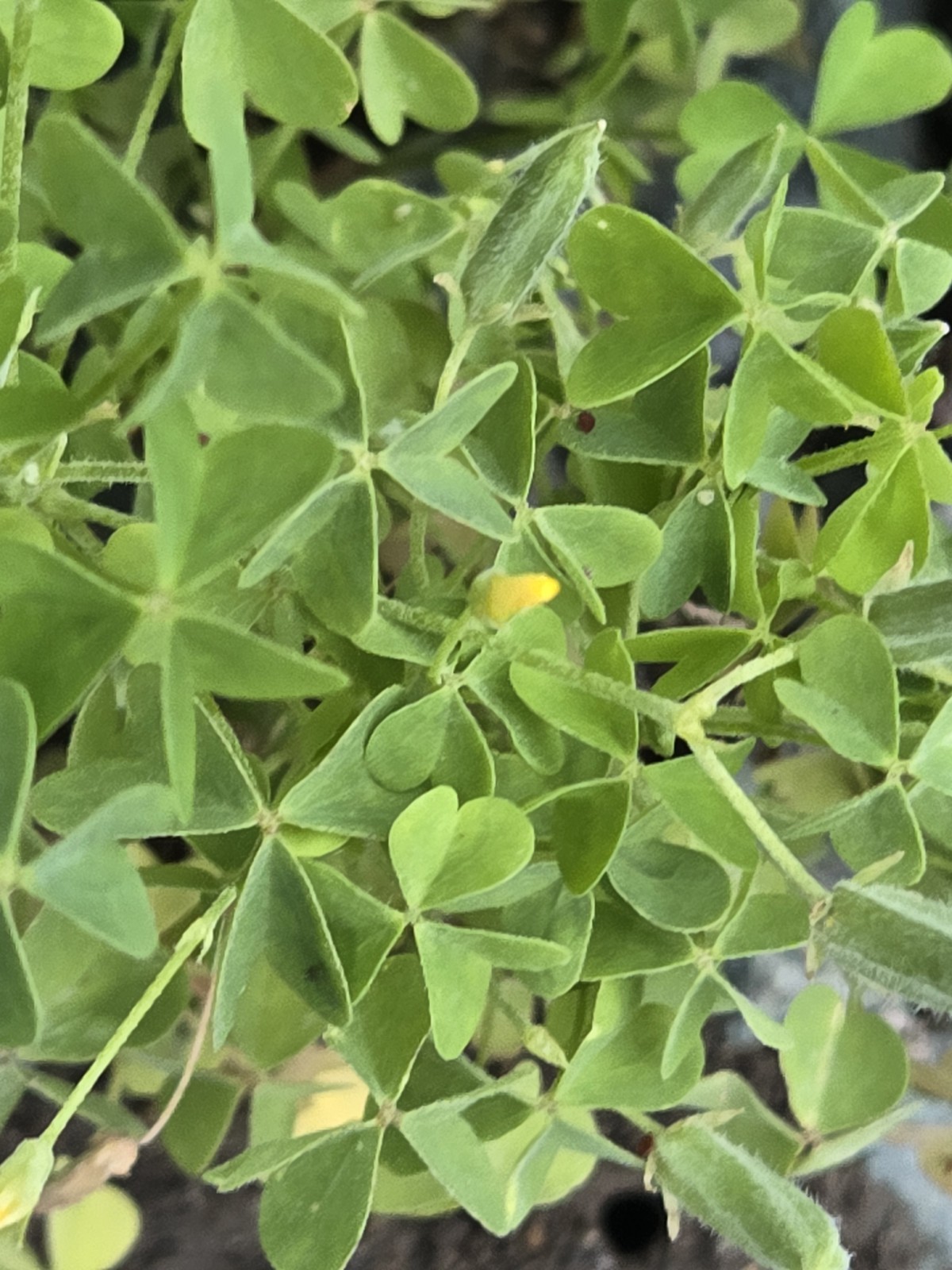 Live Common Yellow Woodsorrel (Oxalis Stricta)Bare Root Plant”Lemon Clover” Herb