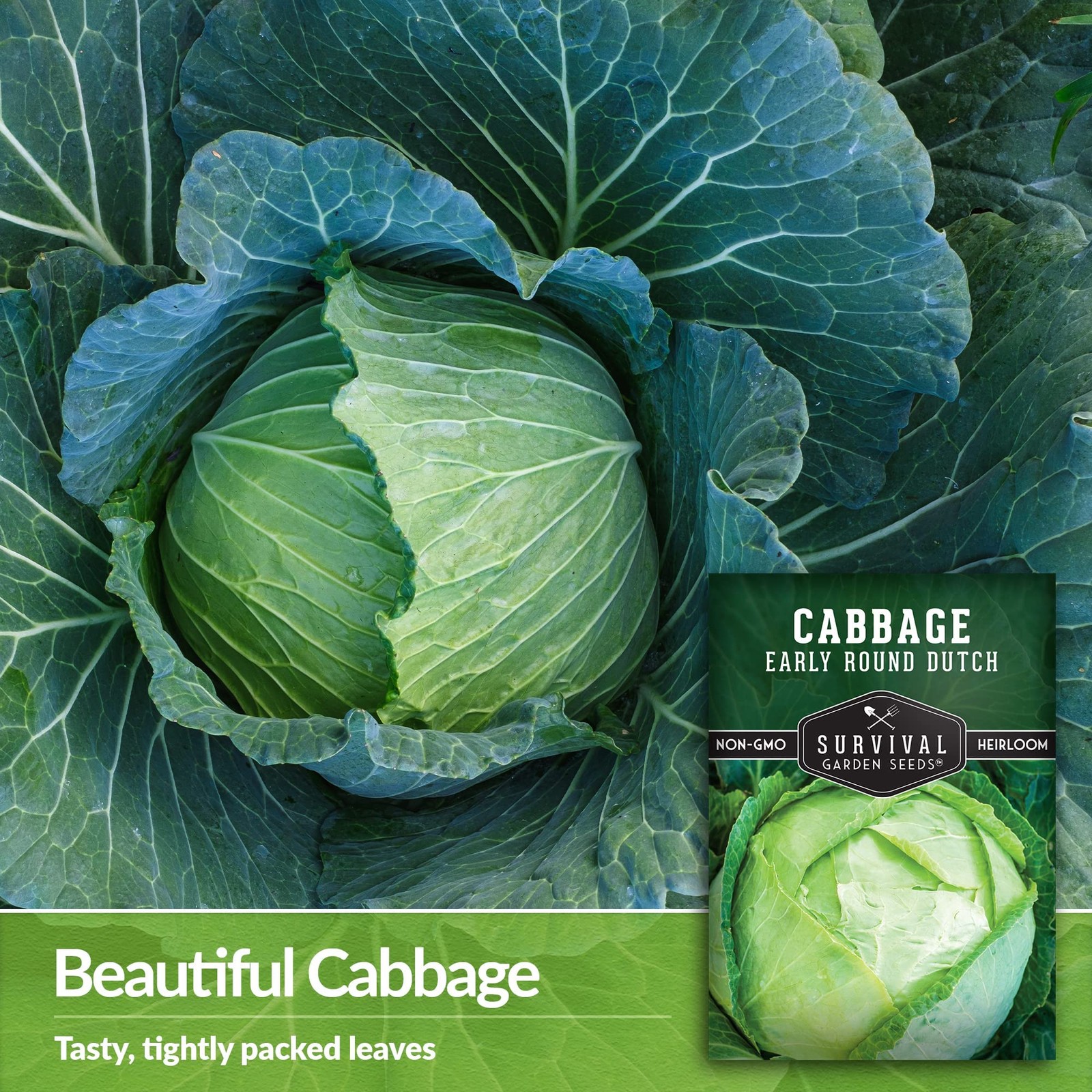 Heirloom Dutch Cabbage Seeds – Non-GMO, Cold Hardy for Spring & Fall Gardens