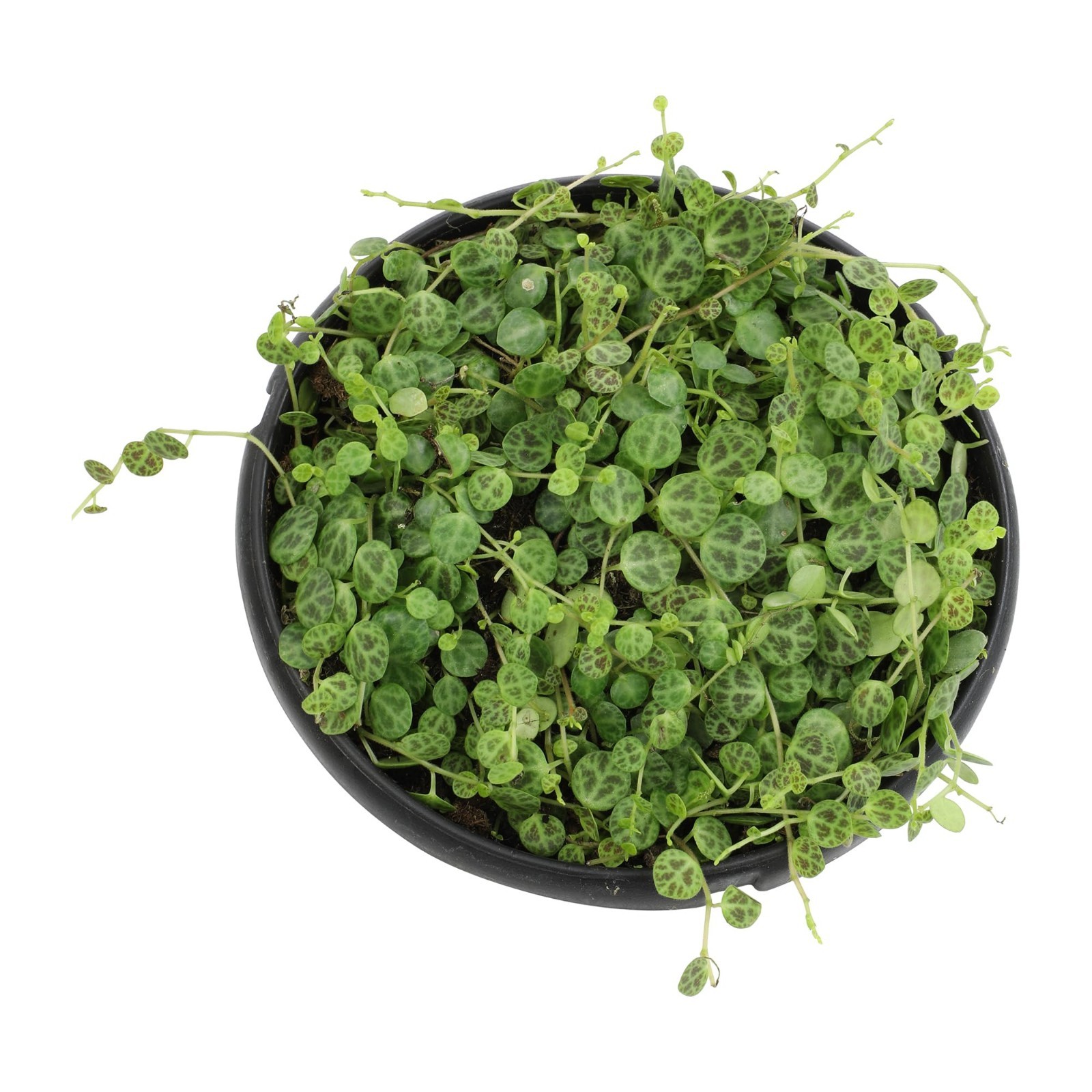 Live String of Turtles Plant – Pet Friendly Indoor Hanging Basket, Non-Toxic Suc