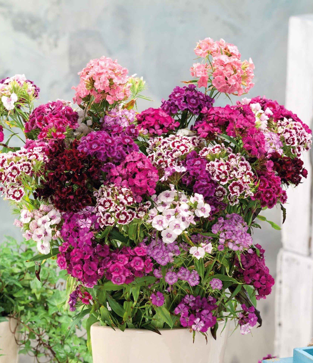 100+ SWEET WILLIAM SEEDS – DIANTHUS – PERENNIAL – Mixed Colors – Fragrant
