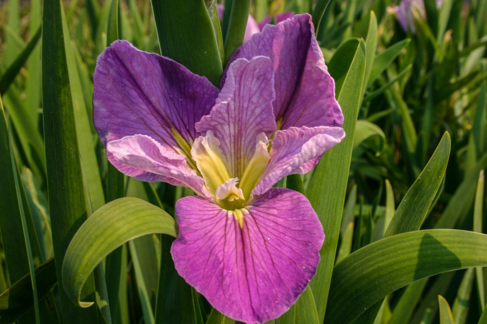 Live Louisiana Iris Colorific Winter Hardy Marginal Aquatic Pond/Bog Plant