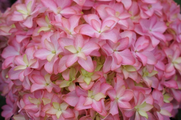 Live hydrangea macrophylla ‘Inspire’ plant with pink and white flowers