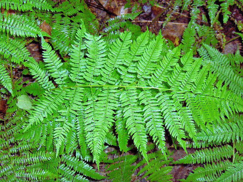 LADY FERN 1003 SPORES (SEEDS*) FILIX FEMINA, COLD HARDY, LARGE UP TO 3′ TALL