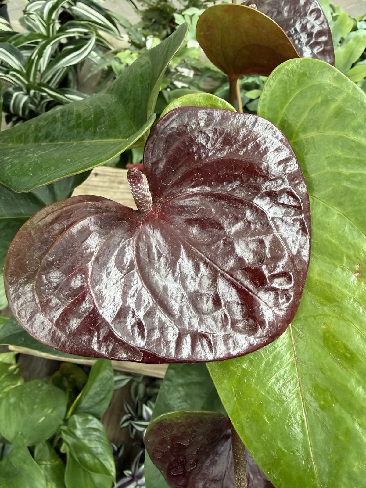 Anthurium COCOA Chocolate Color