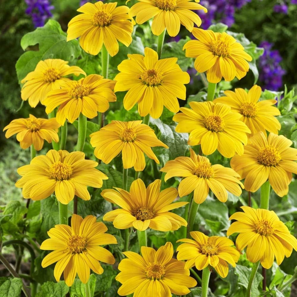Yellow Mexican Sunflower Seeds 500 Pcs – Drought Tolerant Annual for Gardens,…