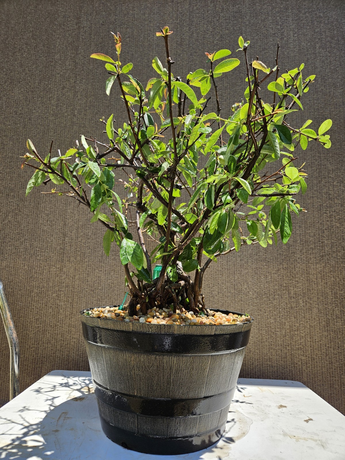 Old Japanese Flowering Quince ( Toyo- Nishiki -Quince ) Bonsai Tree,,, SALE