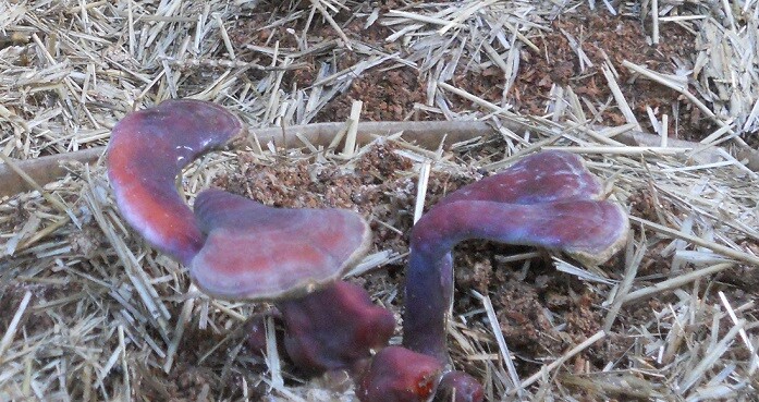 REISHI mushroom spores spawn/mycelium (on dry seeds) 20 grams