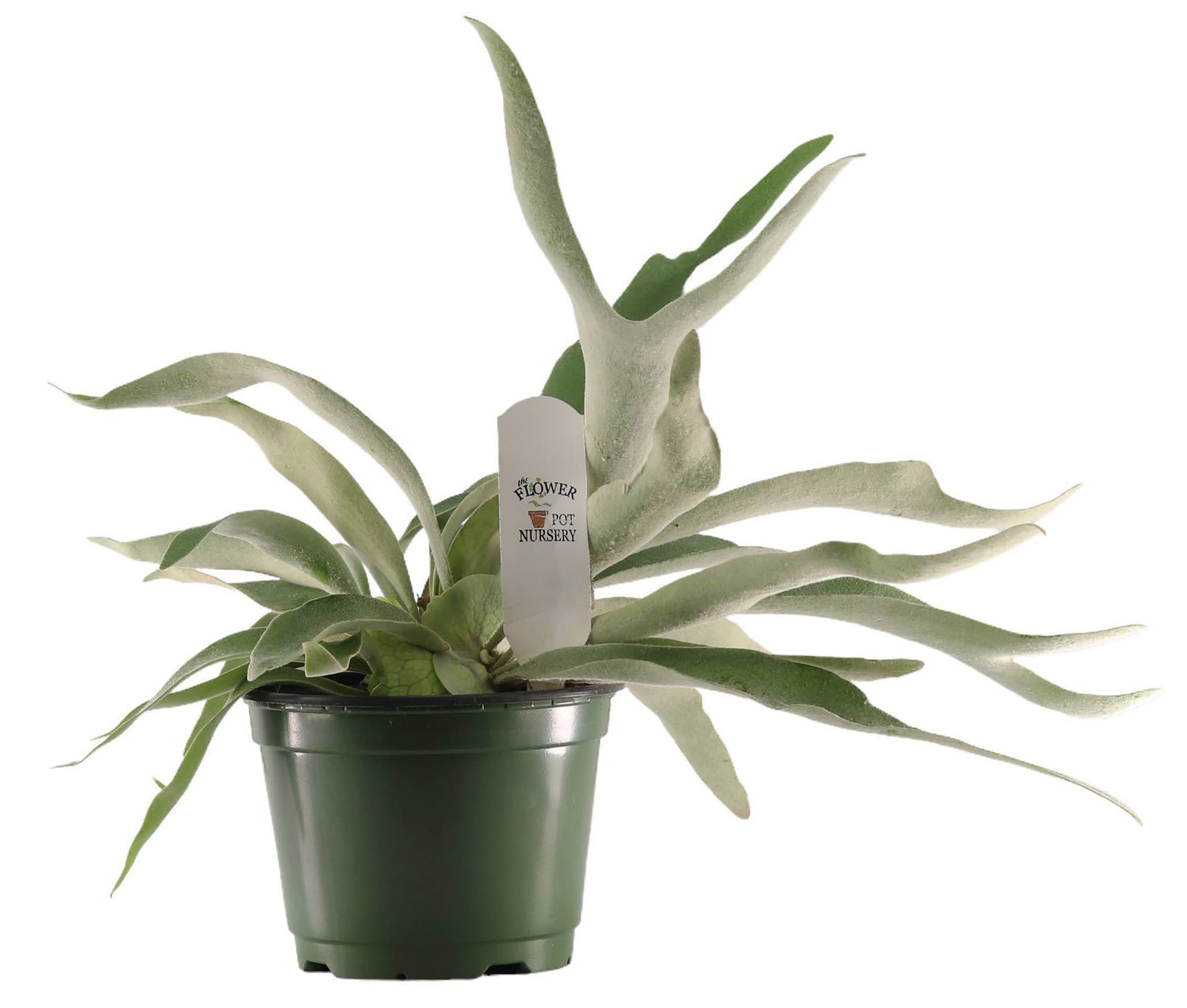 FlowerPotNursery Staghorn Fern Platycerium veitchii Lemoinei 6″ Pot