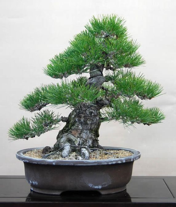 10 PCS Japanese Pine Tree Bonsai Seeds T6, Beautiful Rare Air Purifier Bonsai