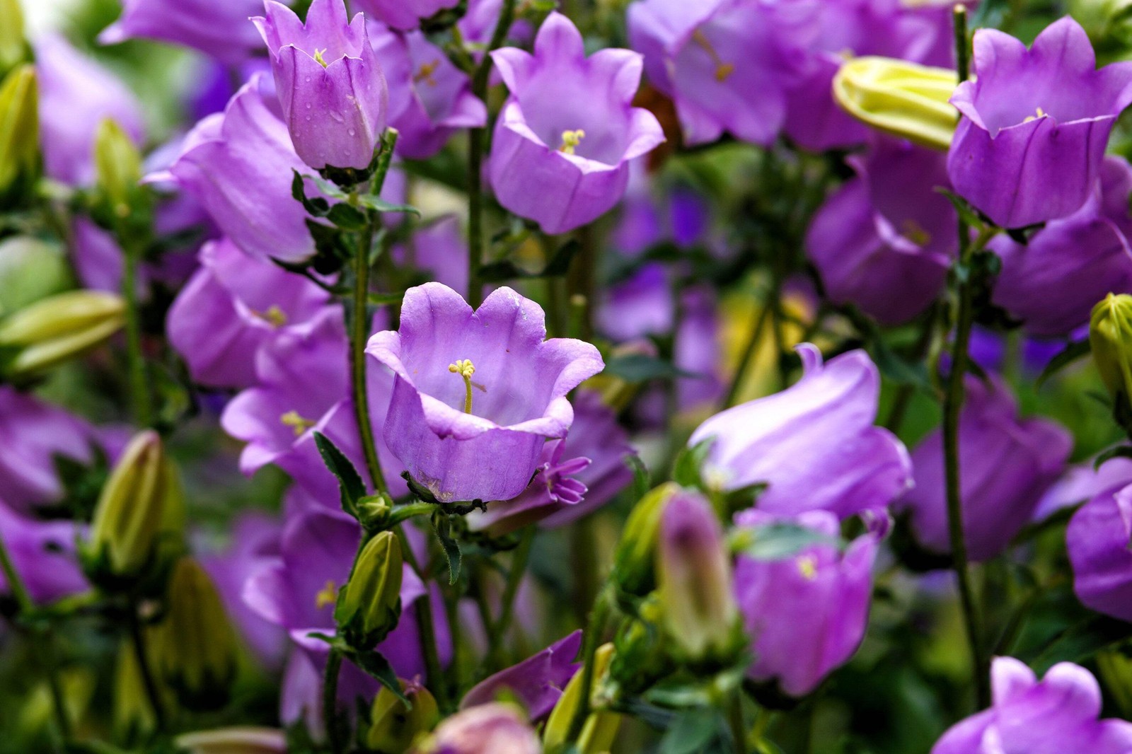 150 Mixed Colors CUP & SAUCER (Canterbury Bells) Campanula Medium Flower Seeds