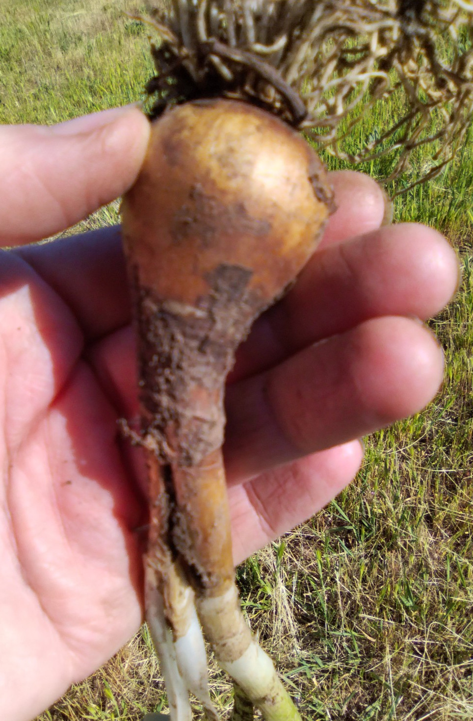 Wild Daffodil Bulbs! Great for naturalizing and containers!