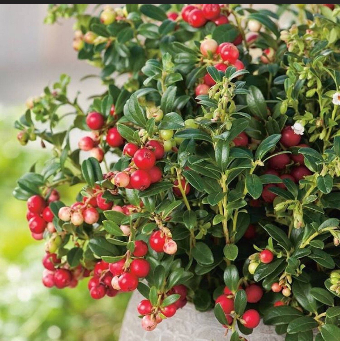 Red Pearl Lingonberry plant, well rooted plant 3-5 inches tall