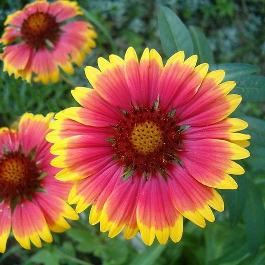 BLANKET FLOWER Perennial Gaillardia Native Wildflower Fresh Non-GMO 200 Seeds