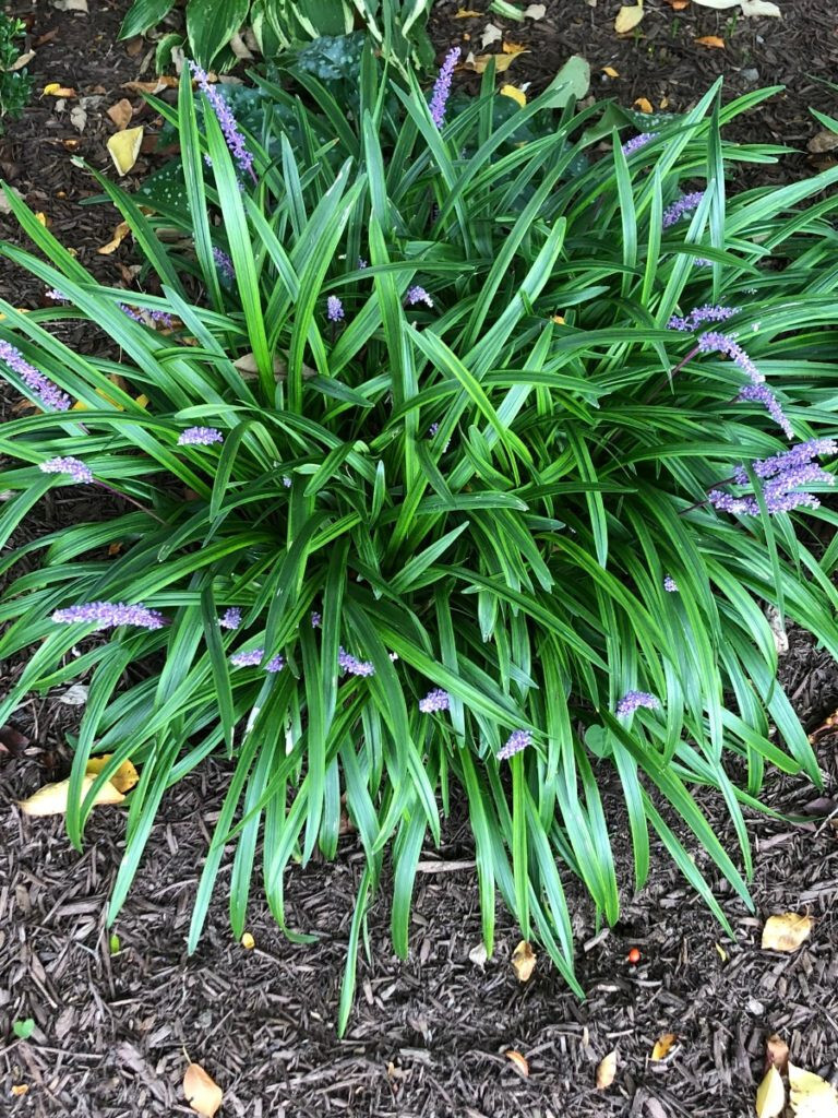 Liriope muscari Royal Purple 15 Plants in 3-1/2 in Pots