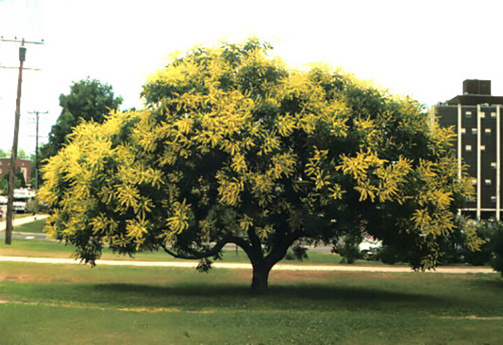 Golden Raintree, Koelreuteria paniculata, Tree Seeds