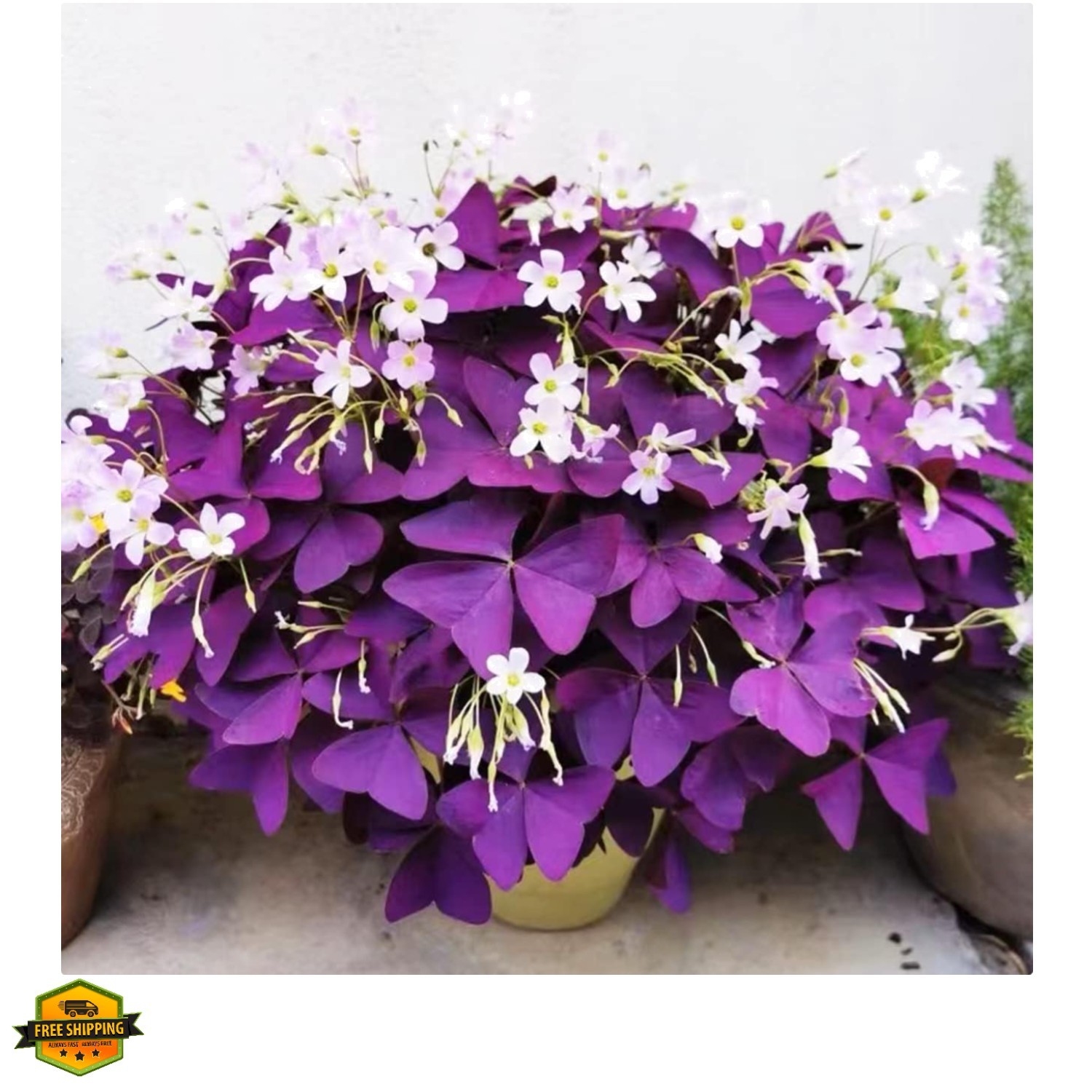 12+ Bulbs Purple Shamrocks Oxalis Triangularis Lucky Lovely Flowers Bulbs Gro…