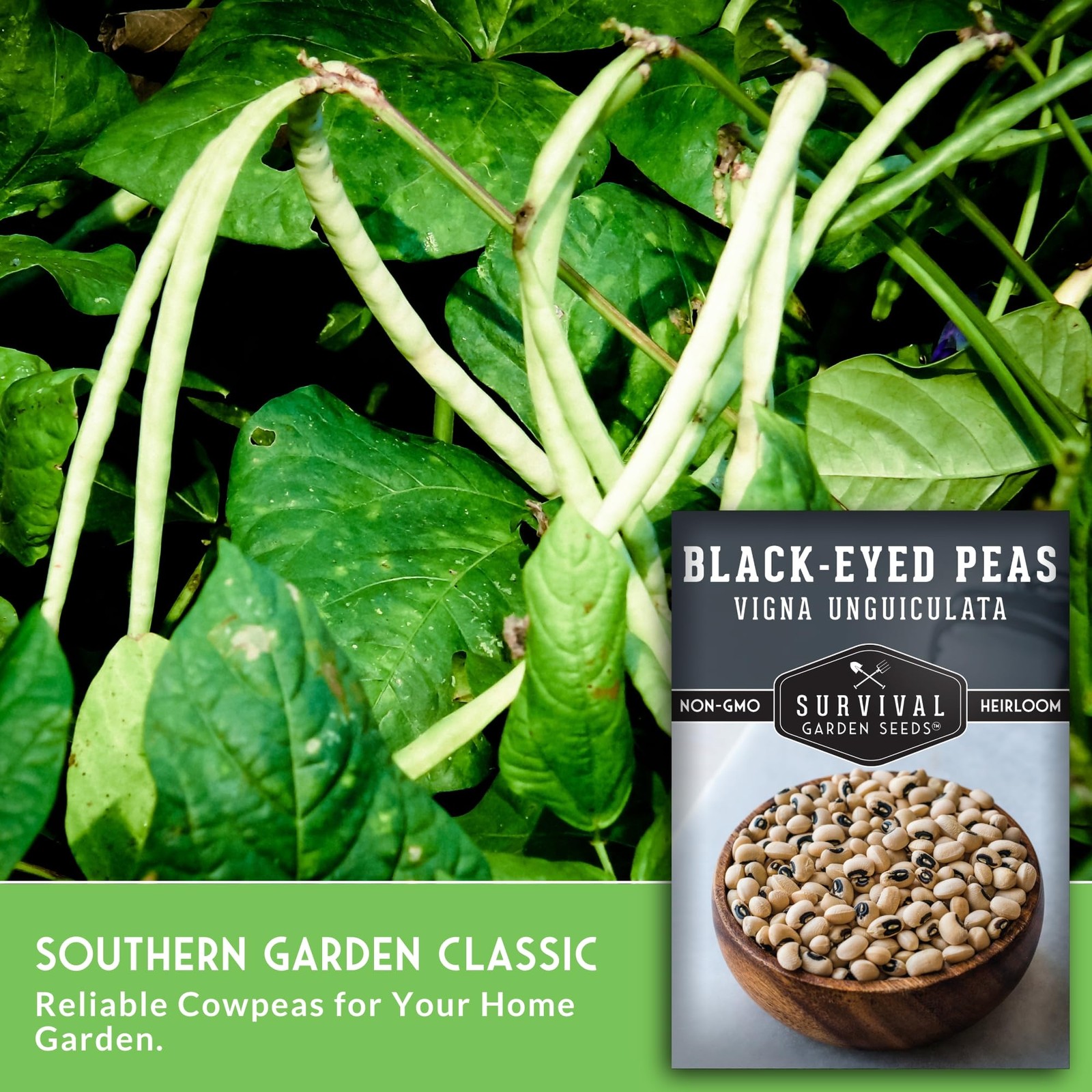 Black Eyed Pea Seeds for Planting – Heirloom Non-GMO Cowpea Variety – cream