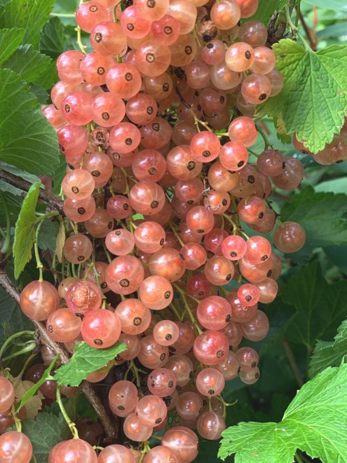 12-18″ tall Gloire de Sablons Pink Currant Rooted Cutting dormant plant