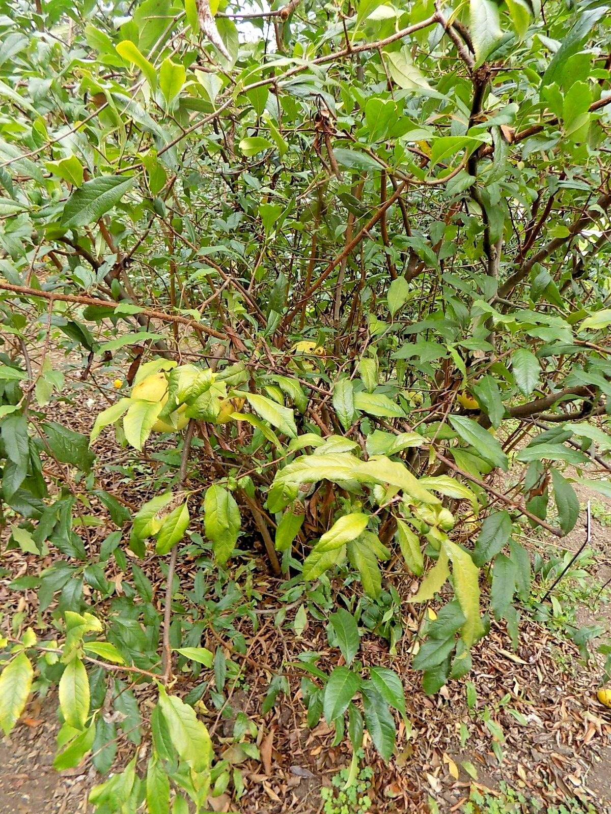 15 FRUCTICO ALBA JAPANESE QUINCE SEEDS – Chaenomeles × superba ‘Fructico Alba’