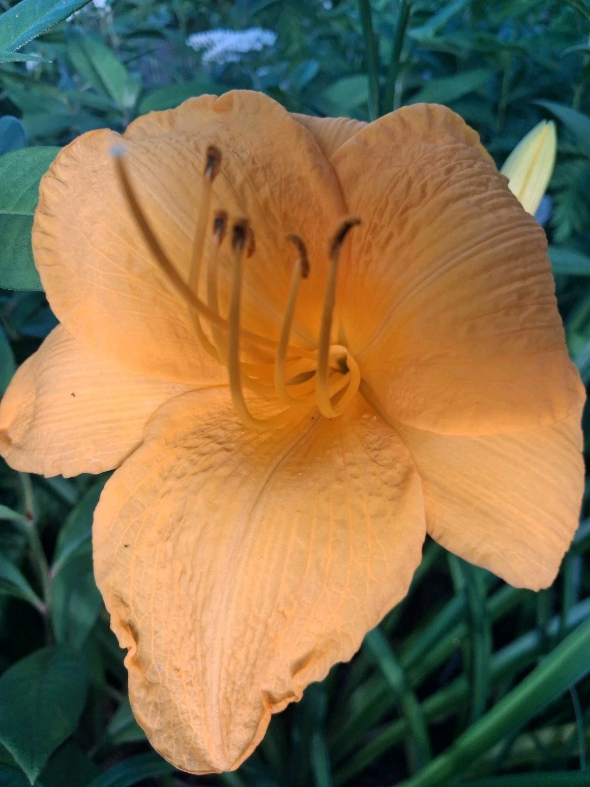 8-Daylily ‘Buttered Popcorn’ 6″ Golden Yellow Blooms, 32″ Scapes, Repeat Bloomer