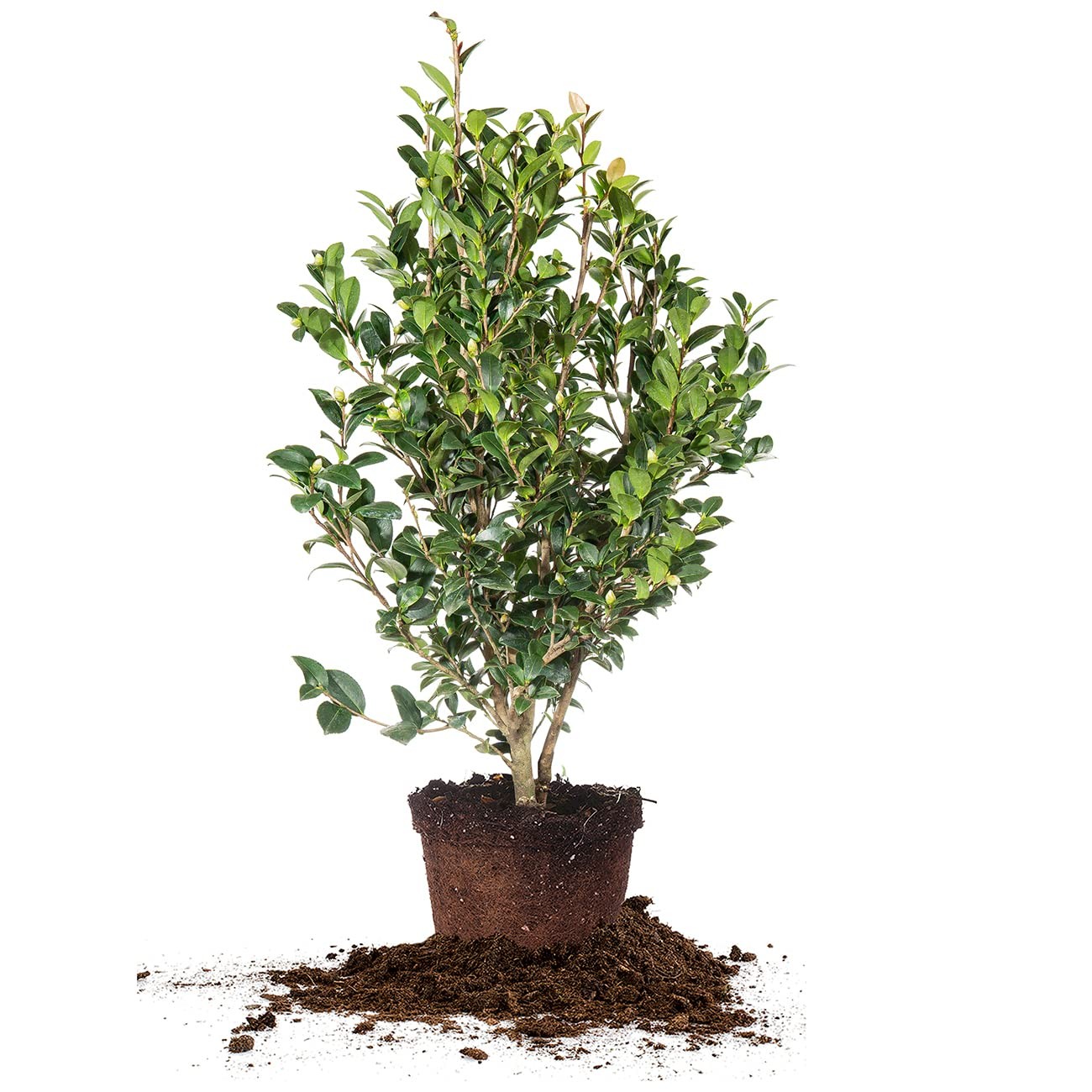 Yuletide Camellia Bush 3 Gallon | Live Shrub for Outdoor Planting | Beautiful…