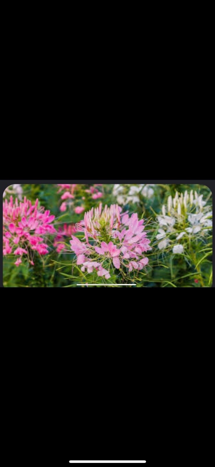 CLEOME / Spider Flower Seed Mix Color 200seeds/ 2025