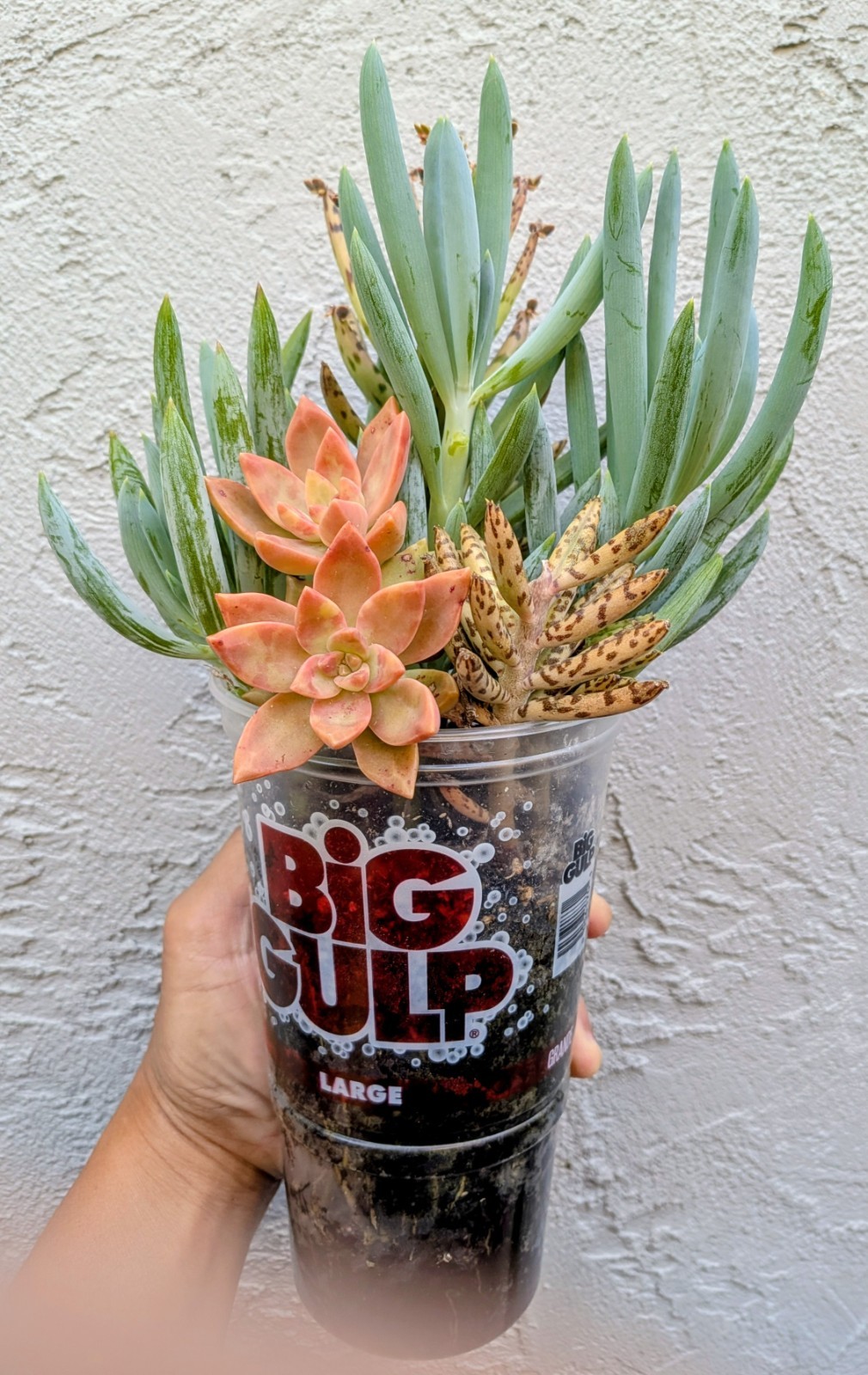 Sedum “Adolphi” + Senecio “Blue Chalk Sticks” + Mother Of Millions @Door Pick Up