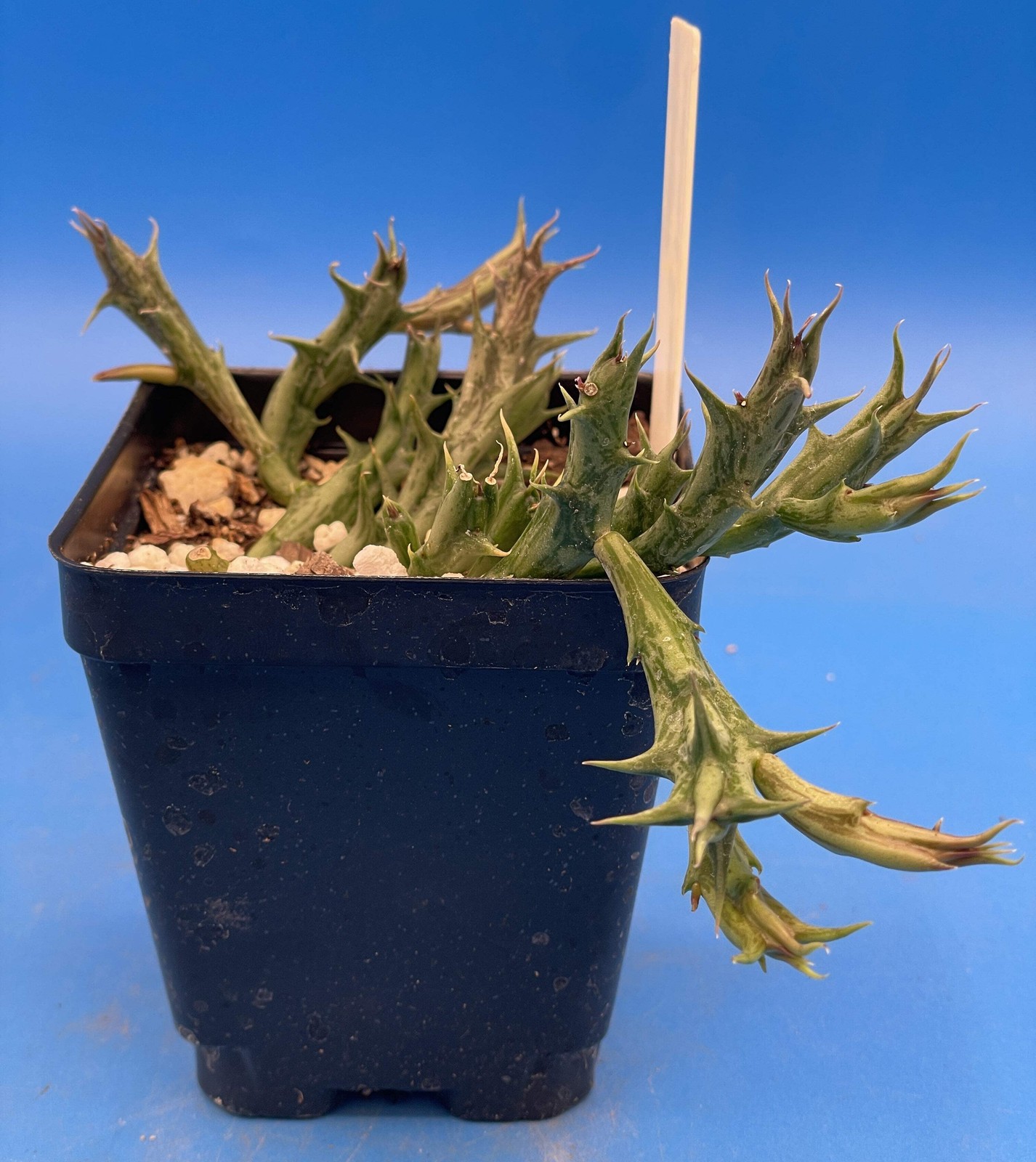 Orbea Dummeri Rooted In 3.5″ Pot – RARE! +1 Inch Lemon-Yellow Flowers!