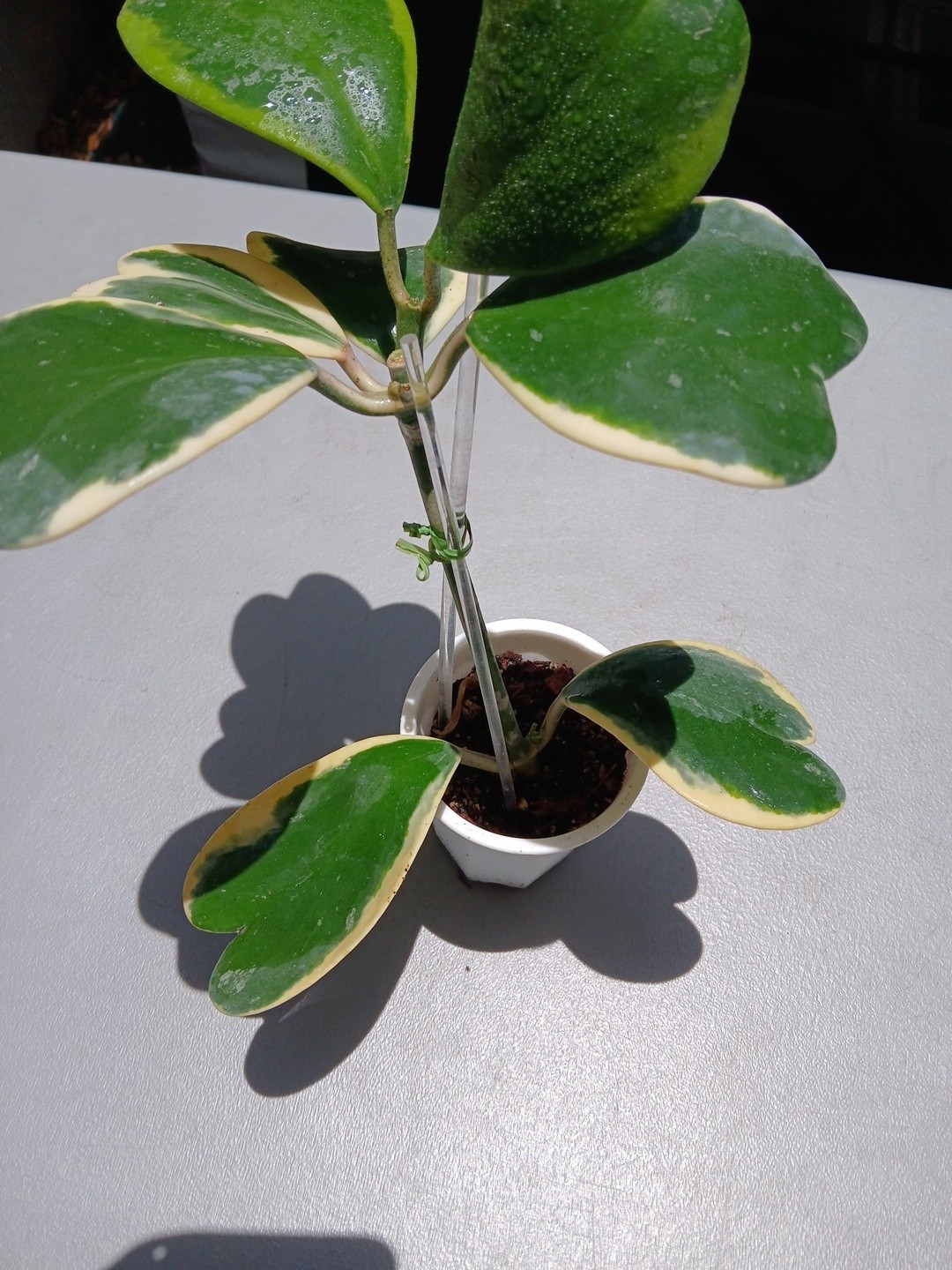 #913- HOYA KERRI VARIEGATED LIVE PLANT, LARGE LEAF, LARGE PLANT,