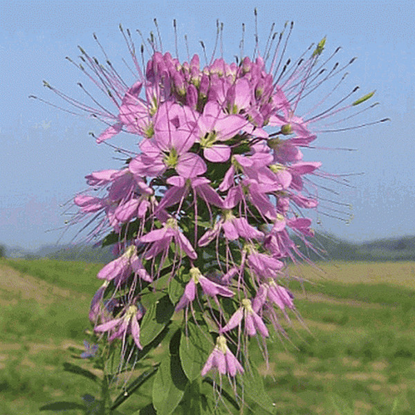 100 Rocky Mountain Beeplant Flower Seeds Cleome serrulata
