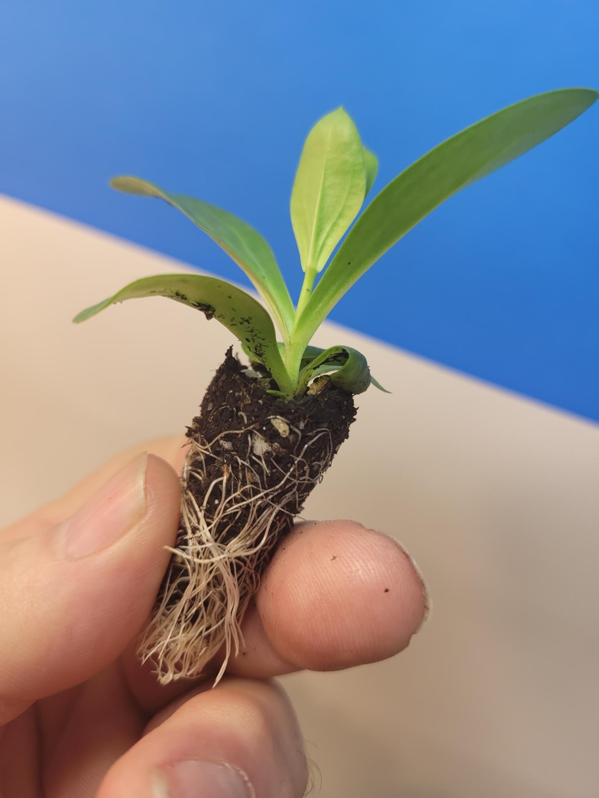 ( 4 ) Lisianthus ‘Chateau Blue’ Plugs – Live Starter Plant – Rose-Like Blooms