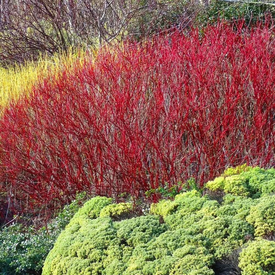 15 Red Twig Dogwood Cuttings Cornus Amomum Cut Fresh! 10”