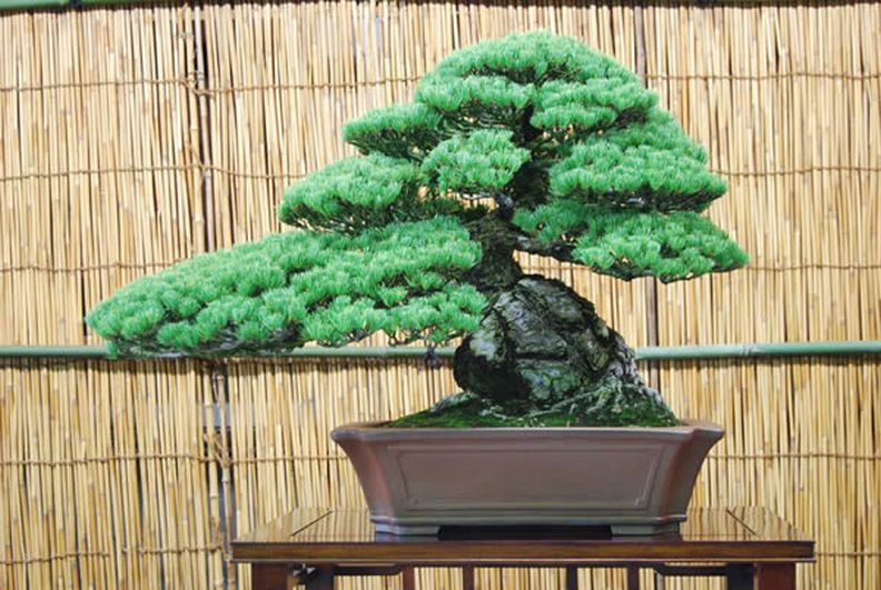 10 PCS Japanese Pine Tree Bonsai Seeds T6, Beautiful Rare Air Purifier Bonsai