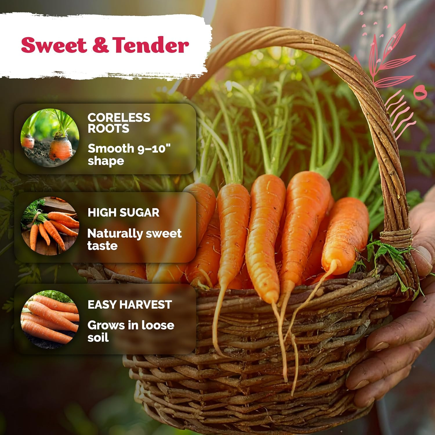 3100 Tendersweet Carrot Seeds for Planting (Daucus Carota) –Non GMO Vegetable Se