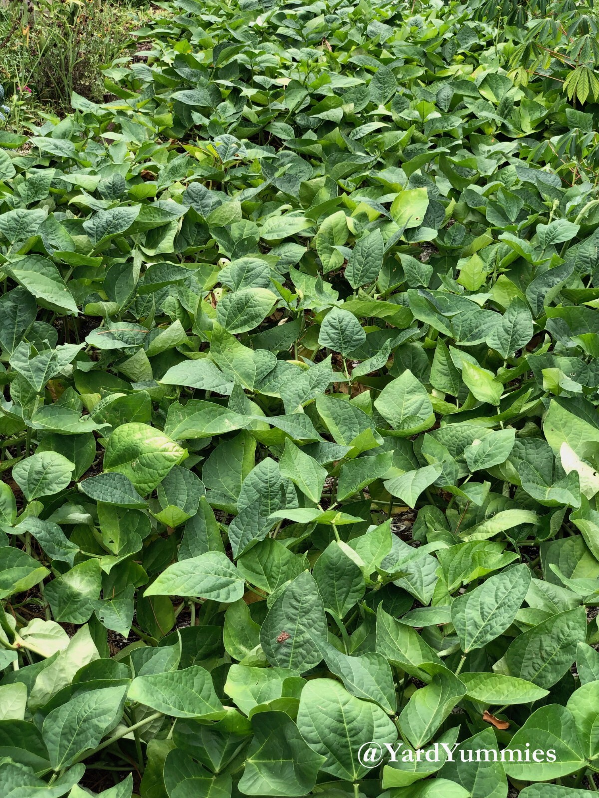 25 Mavuno Cowpea SEEDS Sprawling Cow pea Seeds Vigna unguiculata Cover Crop