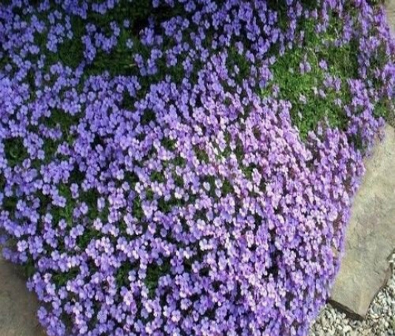 PURPLE ROCKCRESS Flower Seeds Aubrieta Deltoidea Ground Cover FREE SHIPPING