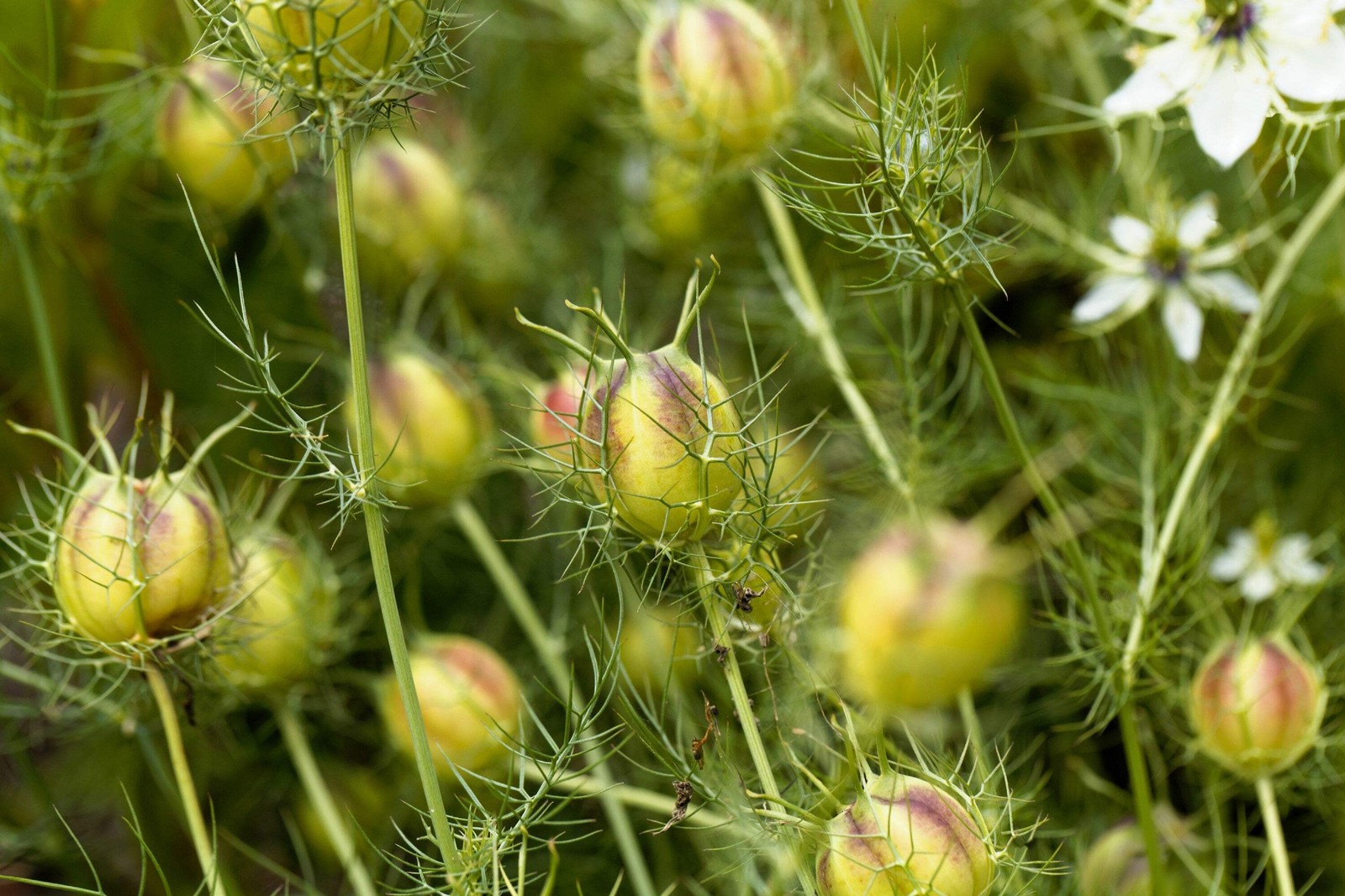 400 Blue & White LOVE IN A MIST Nigella Damascena Fennel Flower Seeds