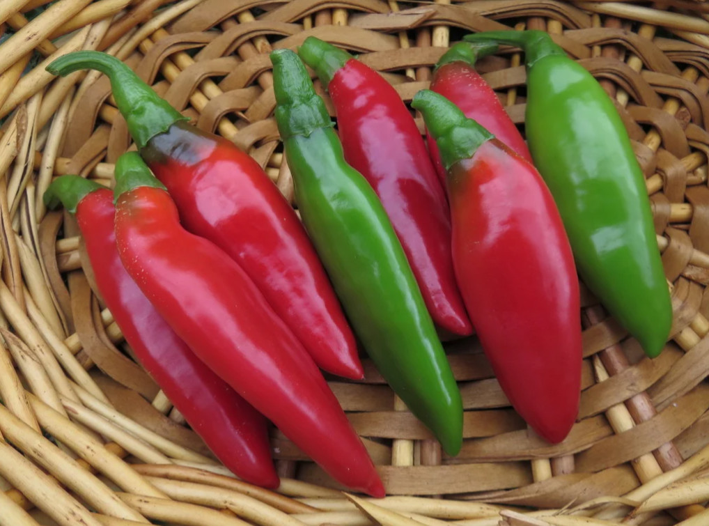 RARE✿ Heirloom Turkish Balik Hot Pepper 15 Seeds ●Great for Pickling
