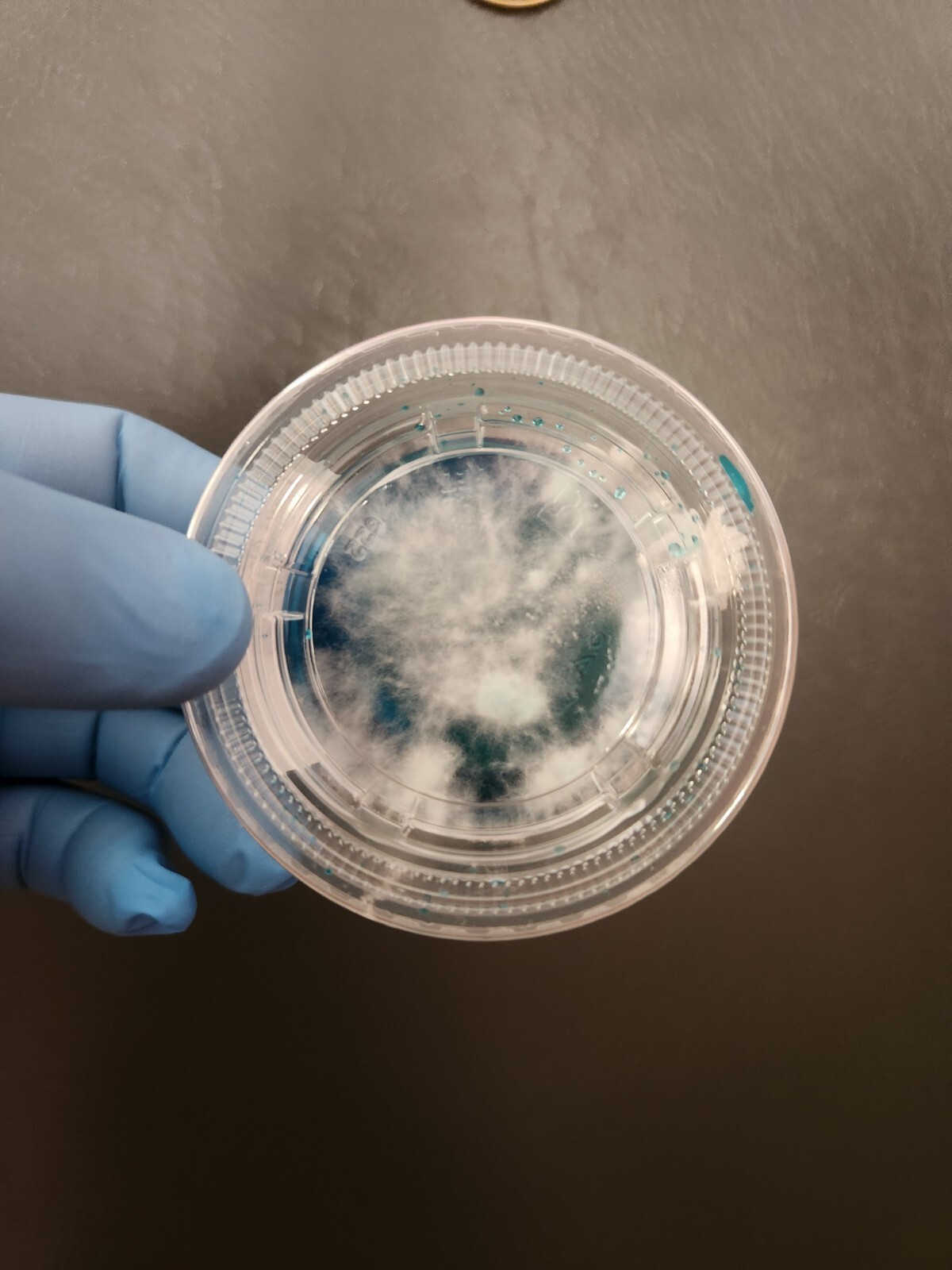 Oyster Mushroom Liquid Culture Mycelium Syringes, Pick Any 7 From 11 Varieties