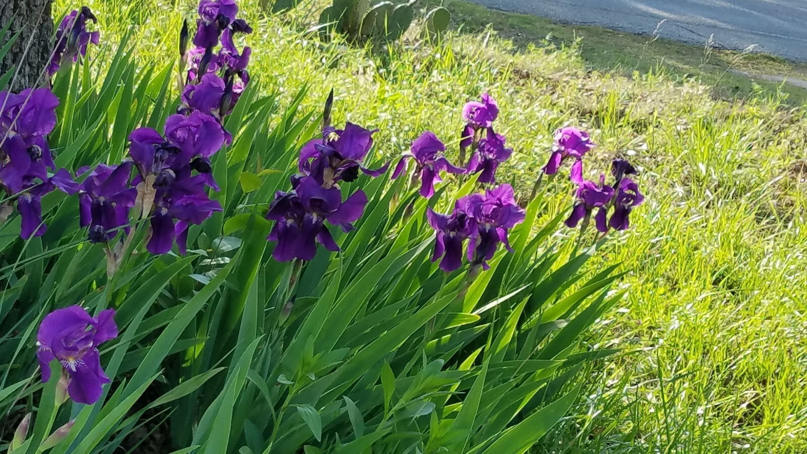 10x MIXED VARIETIES/COLORS IRIS BULBS RHIZOMES (Will BE TALL)
