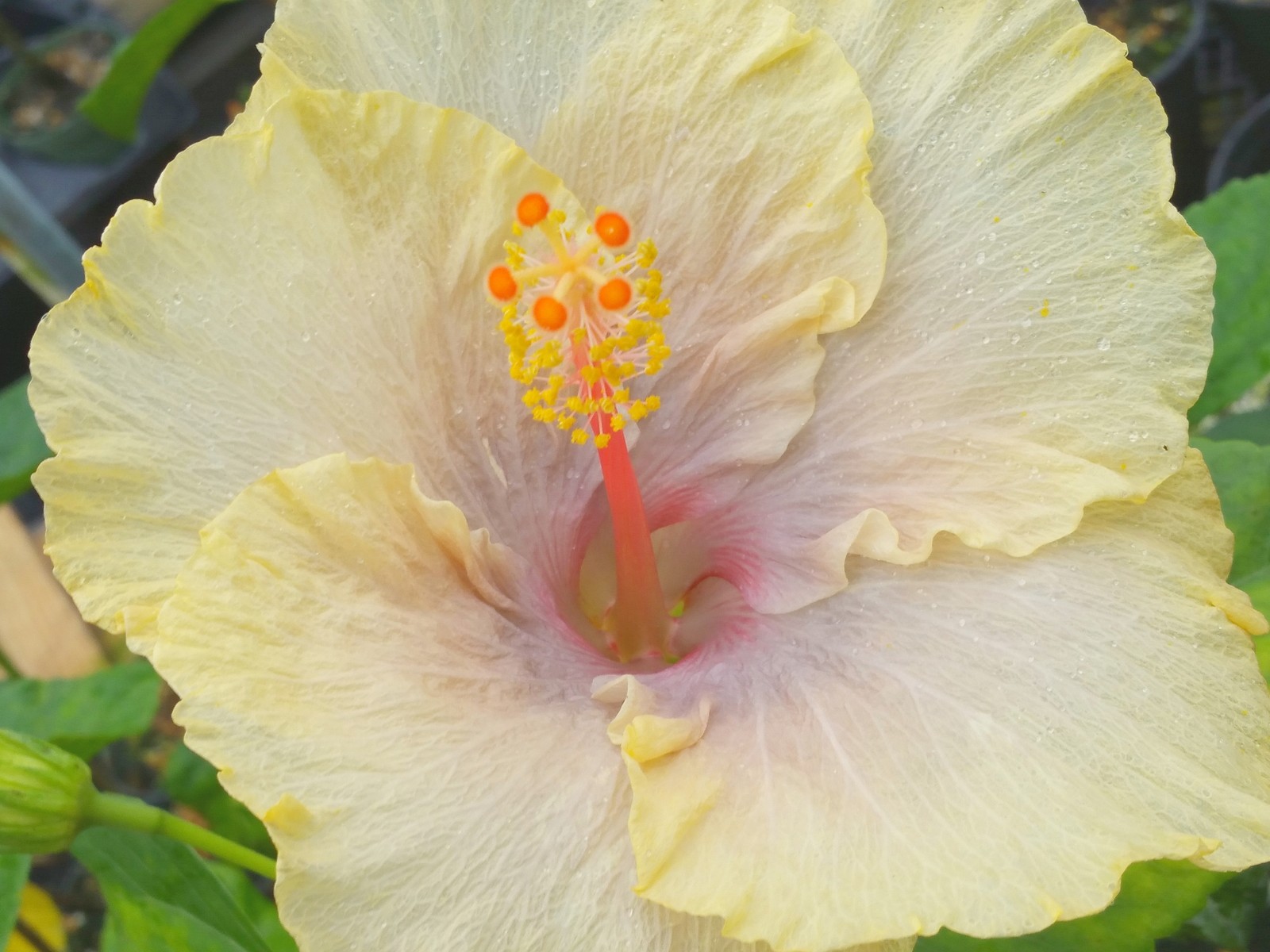 FAIRY MUSIC Tropical Hibiscus Plant Single Pale Yellow Lavender Flower