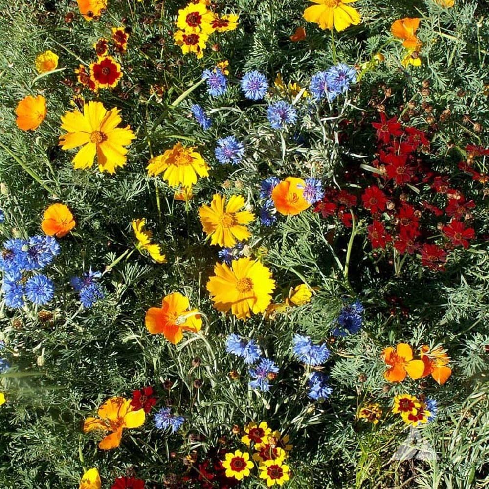Diverse Wildflower Seed Mix – 1 lb Perennial & Annual Seeds for Colorful Garden