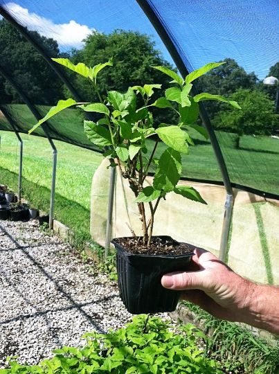 3 Trumpet Honeysuckle Major Wheeler Lonicera sempervirens in 3.5 in. pot, 3 pots