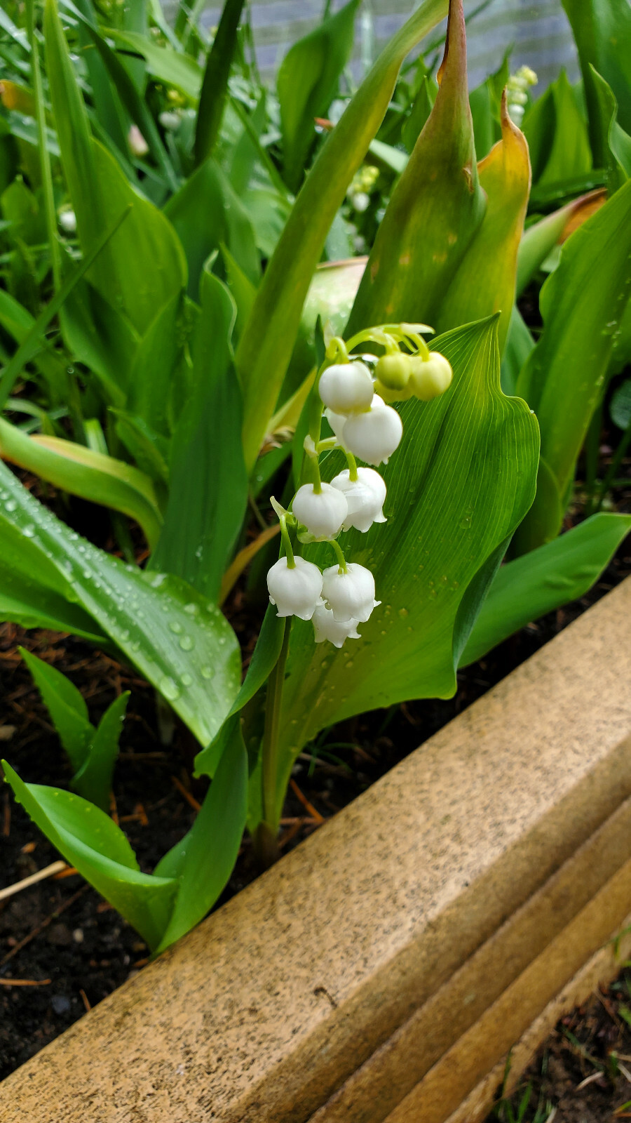 5 x Lily of the Valley Convallaria Majalis Fragrant Plants Perennial Groundcover